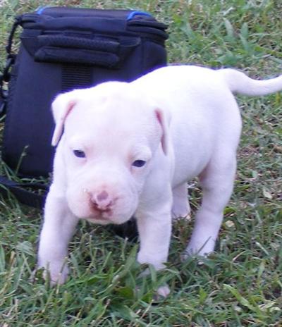 Puppies in AL